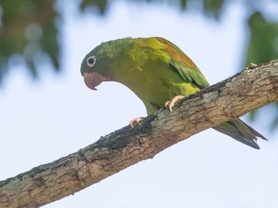 Orange-chinned Parakeet / Toviparkiet / Brotogeris jugularis