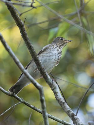 Swainson's Thrush / Dwerglijster / Catharus ustulatus