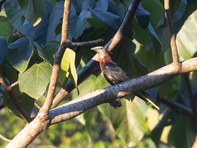 Chestnut-headed Oropendola / Waglers Oropendola / Psarocolius wagleri