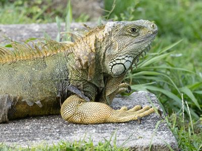 Hagedissen / Lizards
