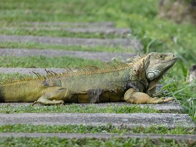 Groene leguaan / Green Iguana / Iguana iguana