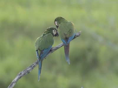 Chestnut-fronted Macaw / Dwergara / Ara severus