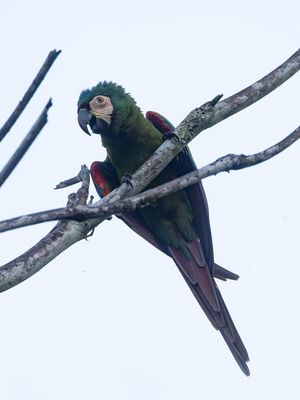 Chestnut-fronted Macaw / Dwergara / Ara severus
