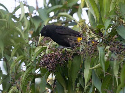 Yellow-rumped Cacique  Geelstuitbuidelspreeuw  Cacicus cela