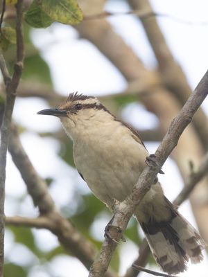 Bicolored Wren / Tweekleurige Winterkoning / Campylorhynchus griseus
