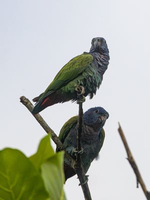 Blue-headed Parrot / Zwartoormargrietje / Colaptes punctigula