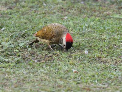Spot-breasted Woodpecker / Vlekborstgrondspecht / Colaptes punctigula