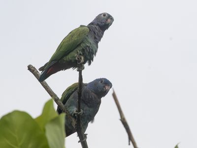 Blue-headed Parrot / Zwartoormargrietje / Colaptes punctigula