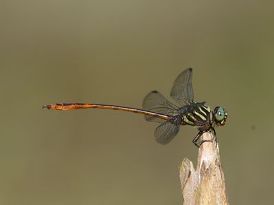 Dragonflies LA