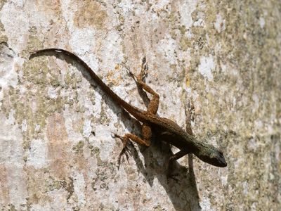 Hispaniolan Gracile Anole / Anolis distichus