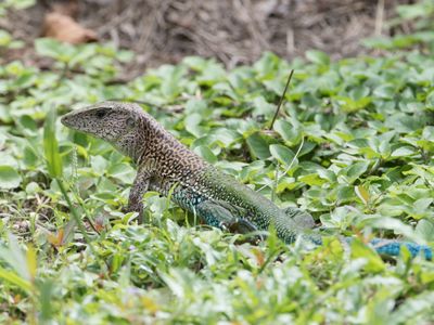Gewone ameiva / Giant Ameiva / Ameiva ameiva