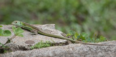 Wenkpootje / Rainbow Whiptail / Cnemidophorus lemniscatus