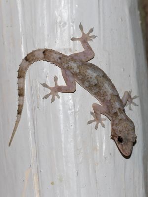 Afrikaanse Huisgekko / Tropical house gecko / Hemidactylus mabouia