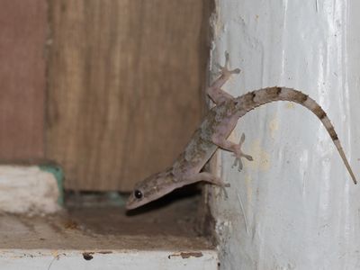 Afrikaanse Huisgekko / Tropical house gecko / Hemidactylus mabouia