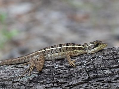 Brown Basilisk / Basiliscus vittatus