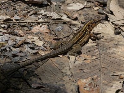 Middle American Ameiva / Holcosus festivus