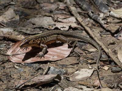 Middle American Ameiva / Holcosus festivus