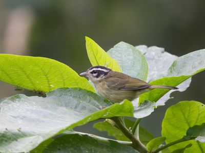 Three-striped Warbler / Driestreepzanger / Basileuterus tristriatus