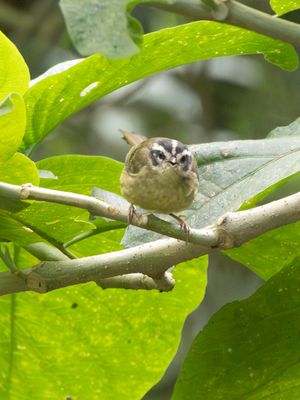 Three-striped Warbler / Driestreepzanger / Basileuterus tristriatus