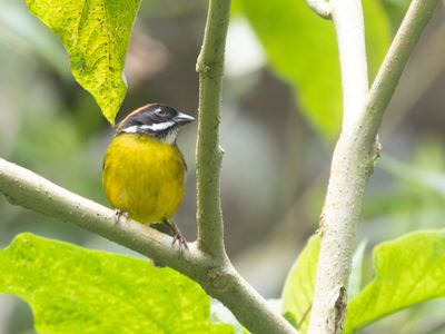 Moustached Brushfinch / Witbaardstruikgors / Atlapetes albofrenatus
