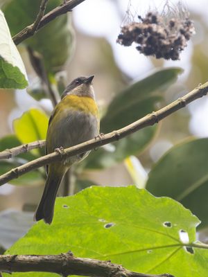 Ashy-throated Chlorospingus / Grijskeeltangare / Chlorospingus canigularis