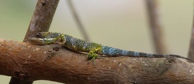 Tequendama anole / Anolis tequendama