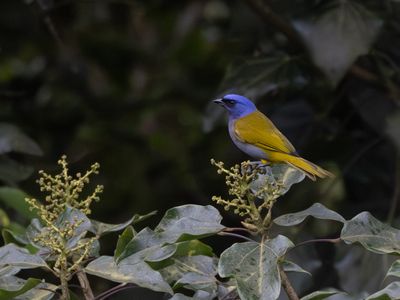 Blue-capped Tanager / Blauwkaptangare / Sporathraupis cyanocephala