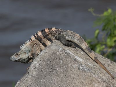 Black Spiny-tailed Iguana / Ctenosaura similis