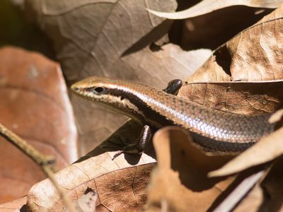 Guanacaste Skink / Marisora brachypoda