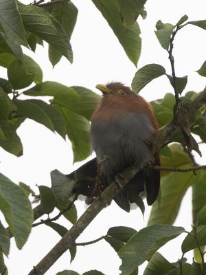Squirrel Cuckoo / Eekhoornkoekoek / Piaya cayana