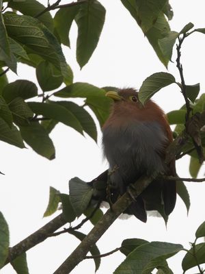 Squirrel Cuckoo / Eekhoornkoekoek / Piaya cayana