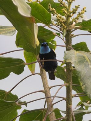 Blue-necked Tanager / Azuurkoptangare / Stilpnia cyanicollis