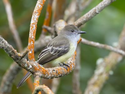 Pale-edged Flycatcher / Taczanowski's Tiran / Myiarchus cephalotes