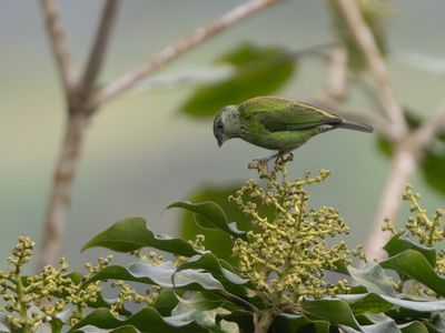 Black-capped Tanager / Heines Tangare / Stilpnia heinei