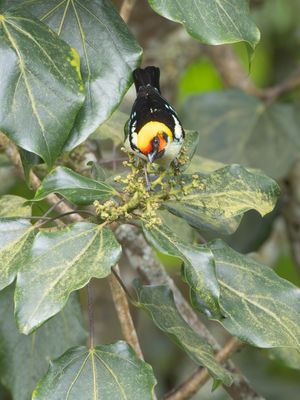Flame-faced Tanager / Vuurmaskertangare / Tangara parzudakii