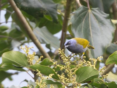 Blue-capped Tanager / Blauwkaptangare / Sporathraupis cyanocephala