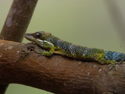 Tequendama anole / Anolis tequendama