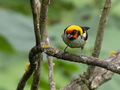 Flame-faced Tanager / Vuurmaskertangare / Tangara parzudakii