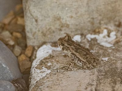 Central American Gulf Coast Toad / Incilius valliceps