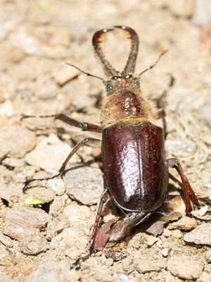 Sphaenognathus bellicosus