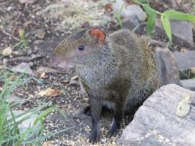 Central American agouti / Midden-Amerikaanse agoeti / Dasyprocta punctata