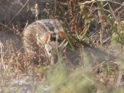 Cape Four-striped Grass Mouse / Streepmuis / Rhabdomys pumilio