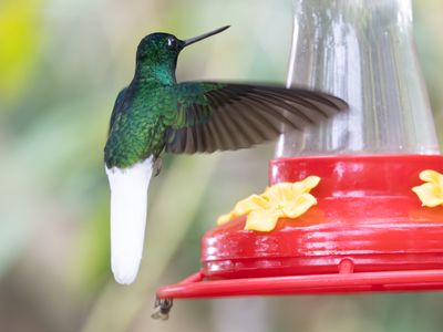 White-tailed Starfrontlet / Witstaartincakolibrie / Coeligena phalerata