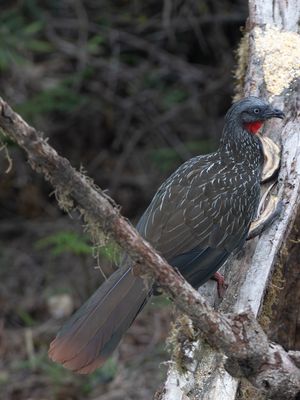 Band-tailed Guan / Bandstaartsjakohoen / Penelope argyrotis