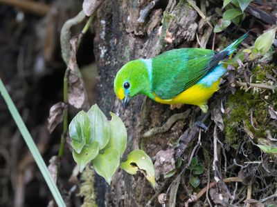 Blue-naped Chlorophonia / Blauwnekorganist / Chlorophonia cyanea