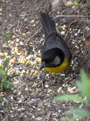 Santa Marta Brushfinch / Santa-Martastruikgors / Atlapetes melanocephalus