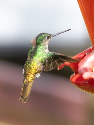 Golden-bellied Starfrontlet / Goudbuikincakolibrie / Coeligena bonapartei