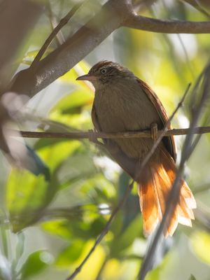 Streak-capped Spinetail / Streepkapstekelstaart / Cranioleuca hellmayri