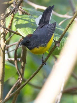 Slate-throated Redstart / Meniezanger / Myioborus miniatus