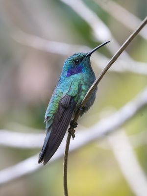 Lesser Violetear / Kleine Violetoorkolibrie / Colibri cyanotus